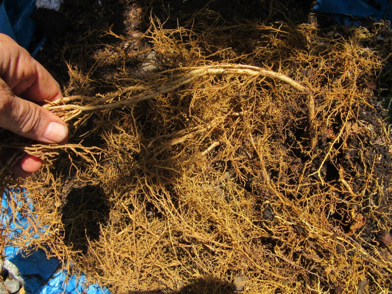 lemon tree pulling roots downward.jpg